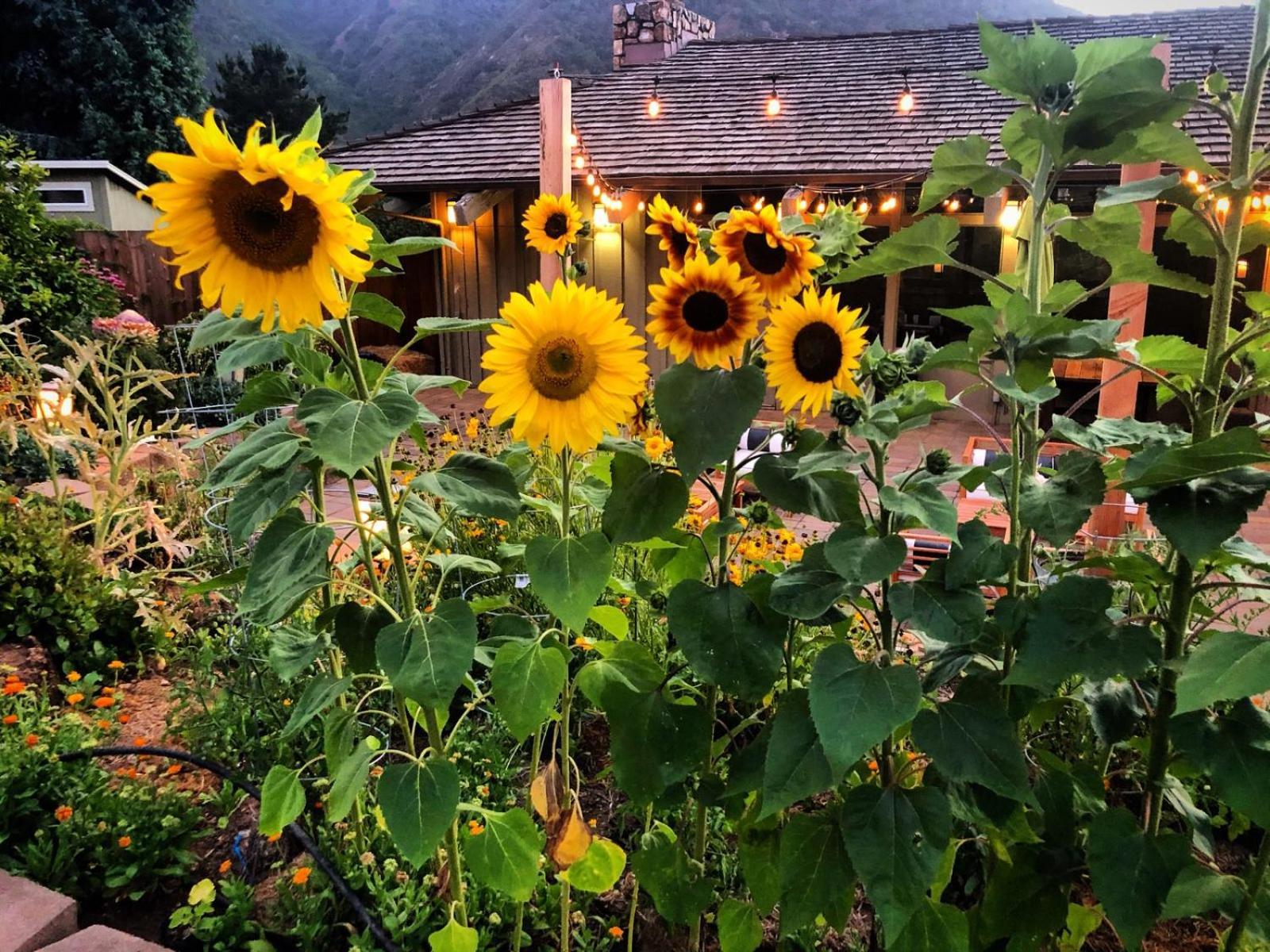 Carmel Valley Lodge Εξωτερικό φωτογραφία